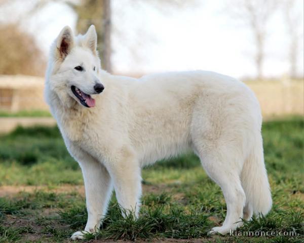 chiot berger blanc suisse lof