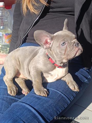 Adoption chiot bouledogue français disponible 