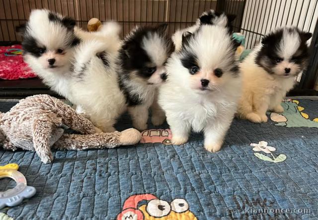 chiot spitz allemand disponible 