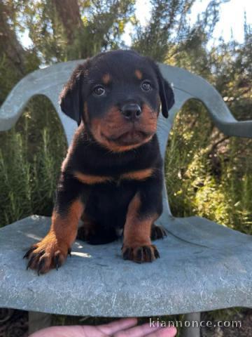 Chiot rottweiler à donner 