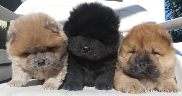 Chiot chow-chow à donner 