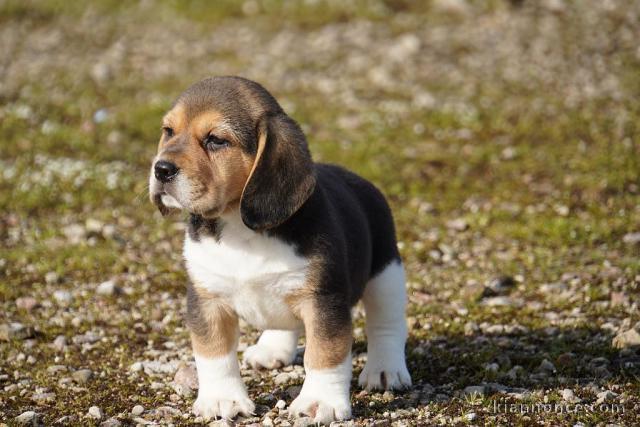 chiot beagle disponible 