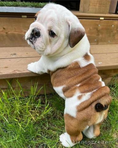 chiot bulldog anglais disponible 