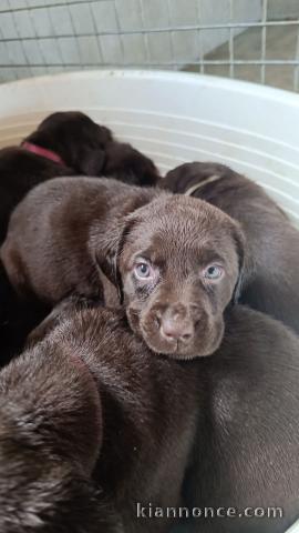 chiot labrador retriever à adopter 