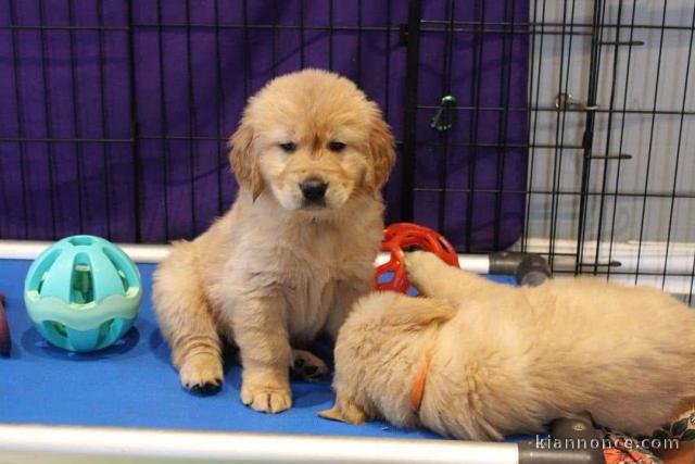 Adoption chiot golden retriever 