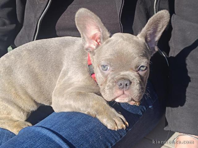 chiot bouledogue français à donner 