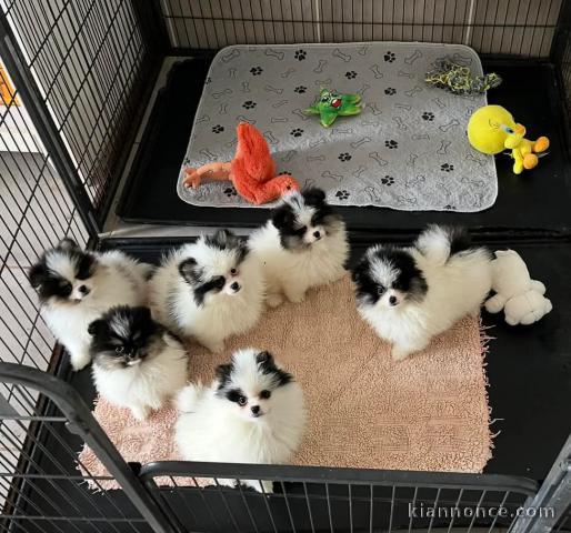 Adoption chiot spitz lof 