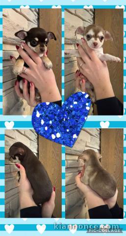 chiot chihuahua à donner 