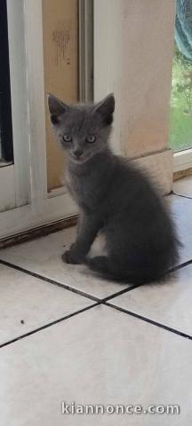 Chatons chartreux à adopter 