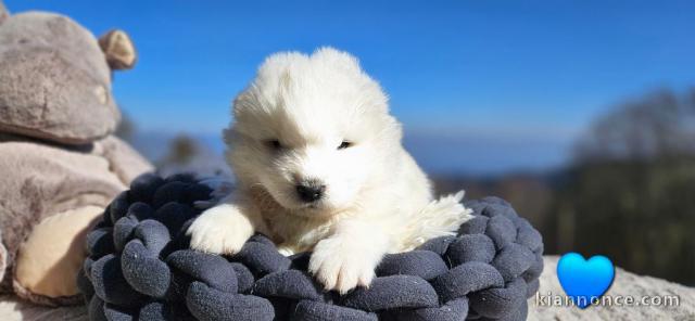 Adorable chiot samoyède disponible 