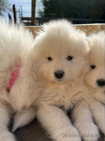 Adoption chiot samoyède lof 