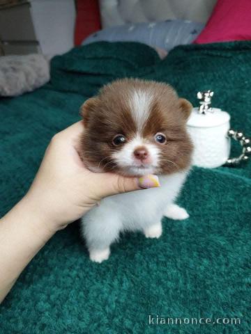 Adoption chiot spitz nain disponible 