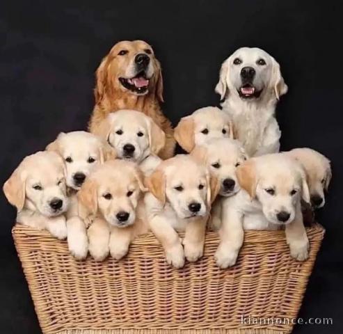 Adoption chiot golden retriever 
