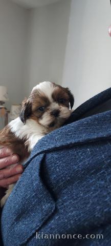 chiot Shih Tzu à donner 