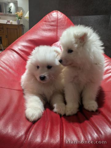 Dons chiot samoyède disponible 