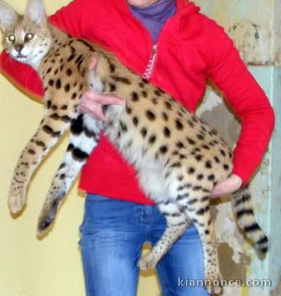 Chat de Savannah serval et caracal avec jeune ocelots