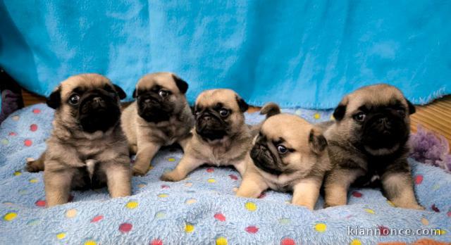 Dons chiot carlin disponible 