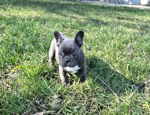 chiot bouledogue français à donner 