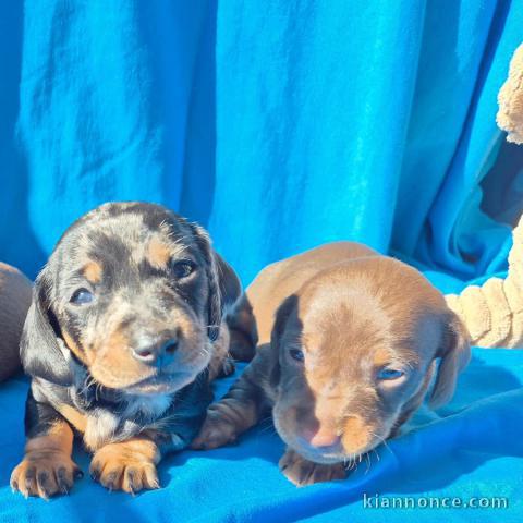 Chiot teckel disponible pour adoption 