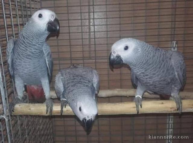 Dons perroquet gris du Gabon 