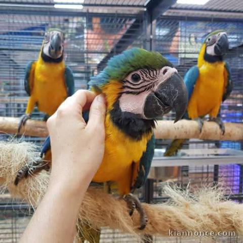 Perroquet gris Gabon disponible 