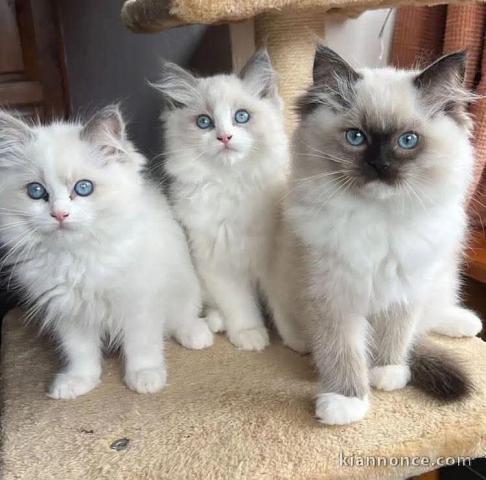 Adoption chatons ragdoll disponible 
