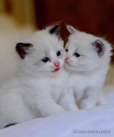 Dons chatons ragdoll disponible 