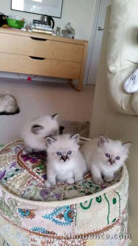 Adoption chatons ragdoll disponible 