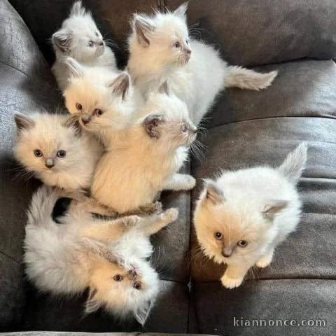 Adoption chatons ragdoll disponible 