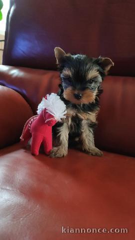 Chiot Yorkshire à adopter 