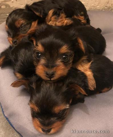 chiot Yorkshire disponible pour adoption 