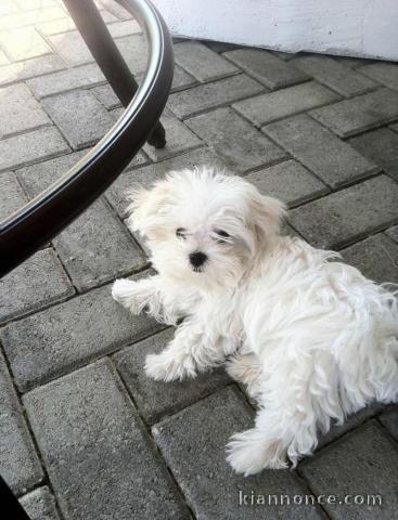 Adoption chiot bichon maltais 