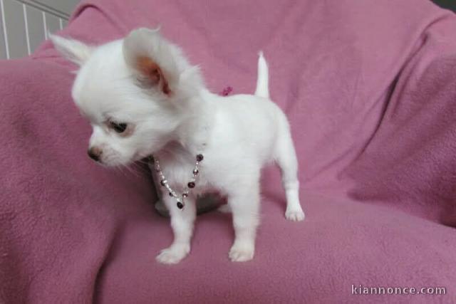chiot chihuahua à donner 