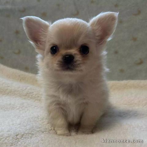 chiot chihuahua disponible pour adoption 