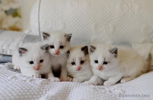 Petits chatons ragdoll disponible pour adoption 