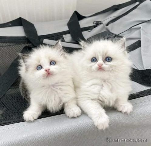 Adoption chatons ragdoll disponible 