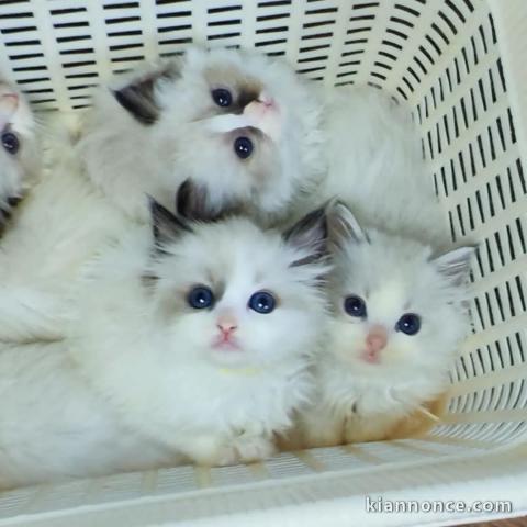 Adorable chaton ragdoll disponible 