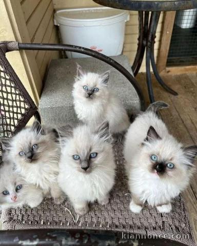Magnifique chatons ragdoll pour adoption 