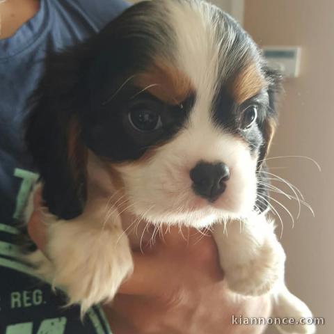 Adoption chiot cavalier king charle femelle 