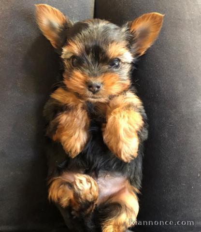 chiot Yorkshire terrier disponible pour adoption 