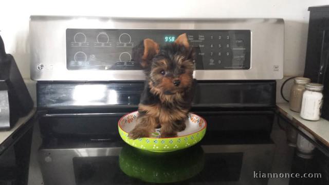 chiot York disponible pour adoption 