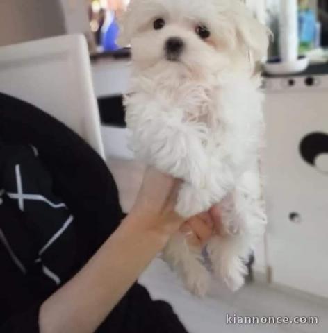 Chiot bichon maltais à adopter 