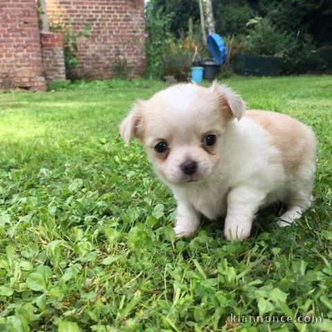 chiot chihuahua femelle disponible 
