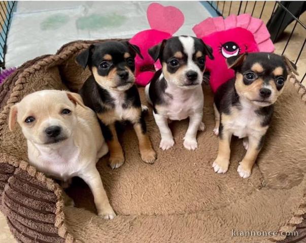 Magnifique chiot chihuahua disponible 