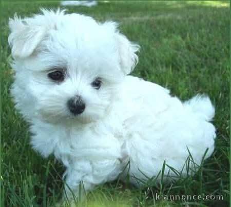 chiot bichon maltais à adopter 