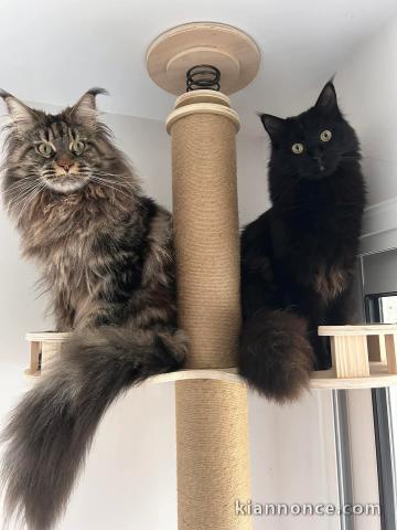 Chatons maine coon disponible pour adoption 