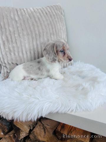 Chiot Teckel nain disponible 