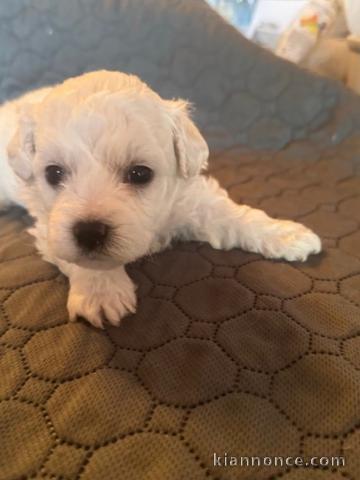 Chiot bichon frisé à donner 