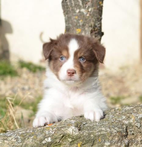 chiot berger australien mâle disponible 