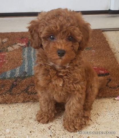 chiot cockapoo pour adoption 